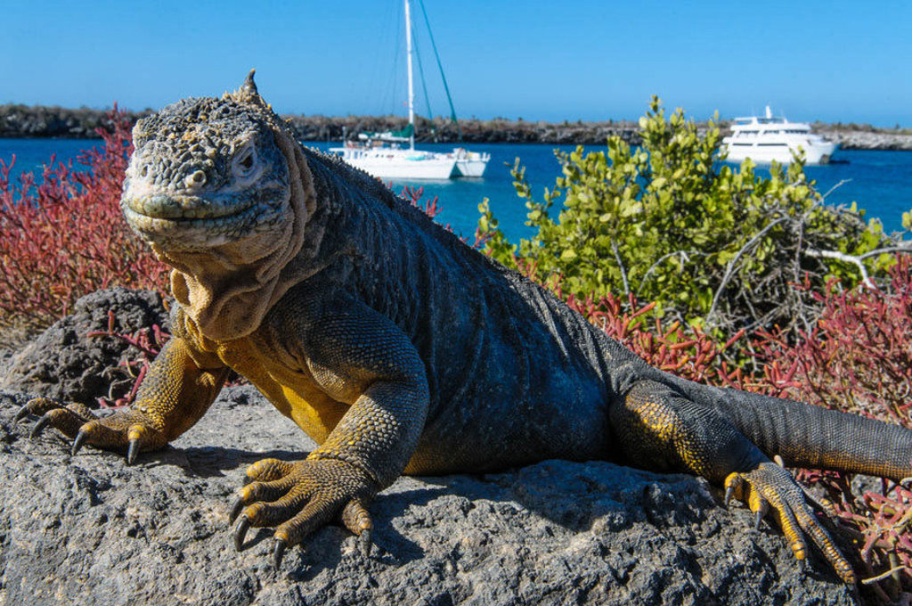 Landleguaan op de Galapagoseilanden met zeilboten op de achtergrond.