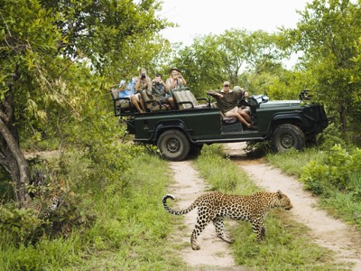 Luipaard steekt het zandpad over tijdens safari, bekeken vanuit een open jeep op de route Kaapstad - Johannesburg.