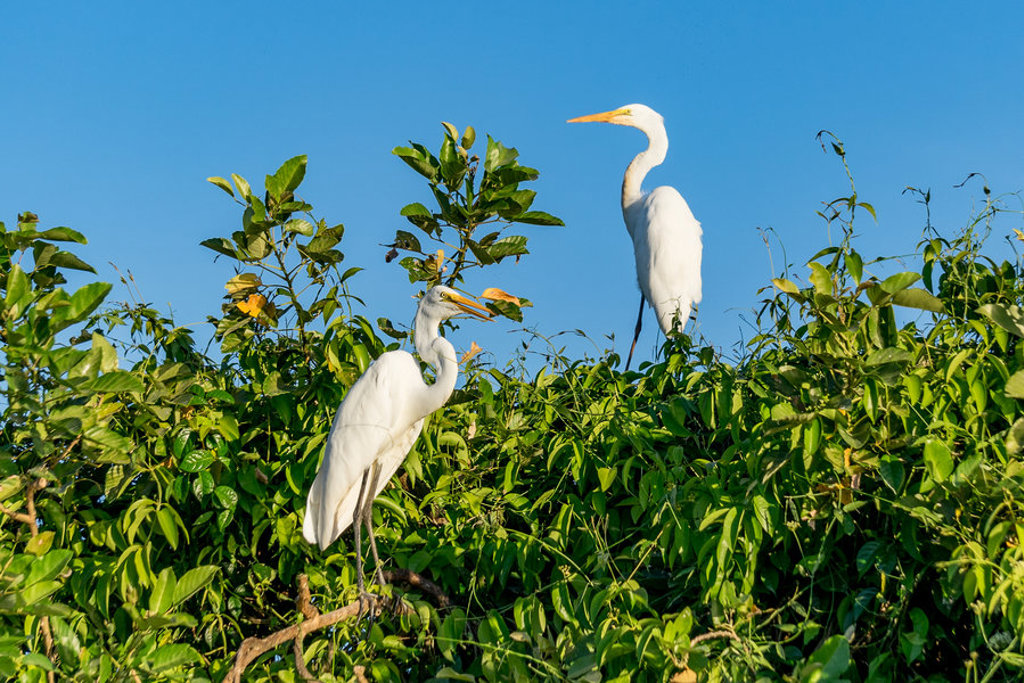 Witte reigers tussen groen bladerdak in Guatemala tijdens een groepsrondreis.