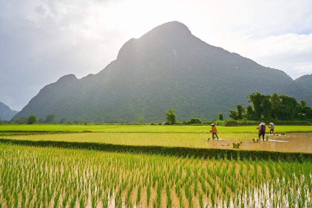 Groen rijstveld met palmboom en heuvel in Thailand, Laos of Cambodja.