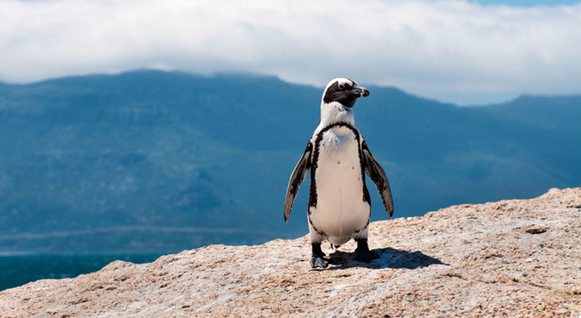 Pinguïn op Boulders Beach Afrikaanse pinguïn op een rots aan de kust in Zuid-Afrika, met bergen op de achtergrond.