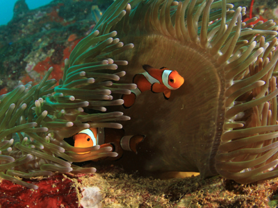 Clownvissen tussen de tentakels van een zeeanemoon in West-Australië.