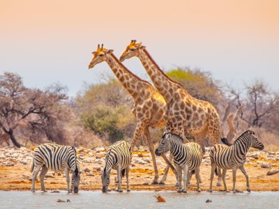 Zebra’s en giraffen bij een waterplas tijdens een safari op de route Victoria Falls - Windhoek.