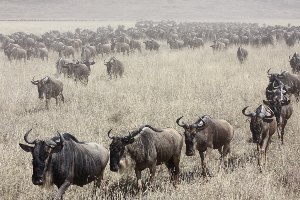 Grote kudde gnoes op de savanne tijdens een safari in Tanzania.