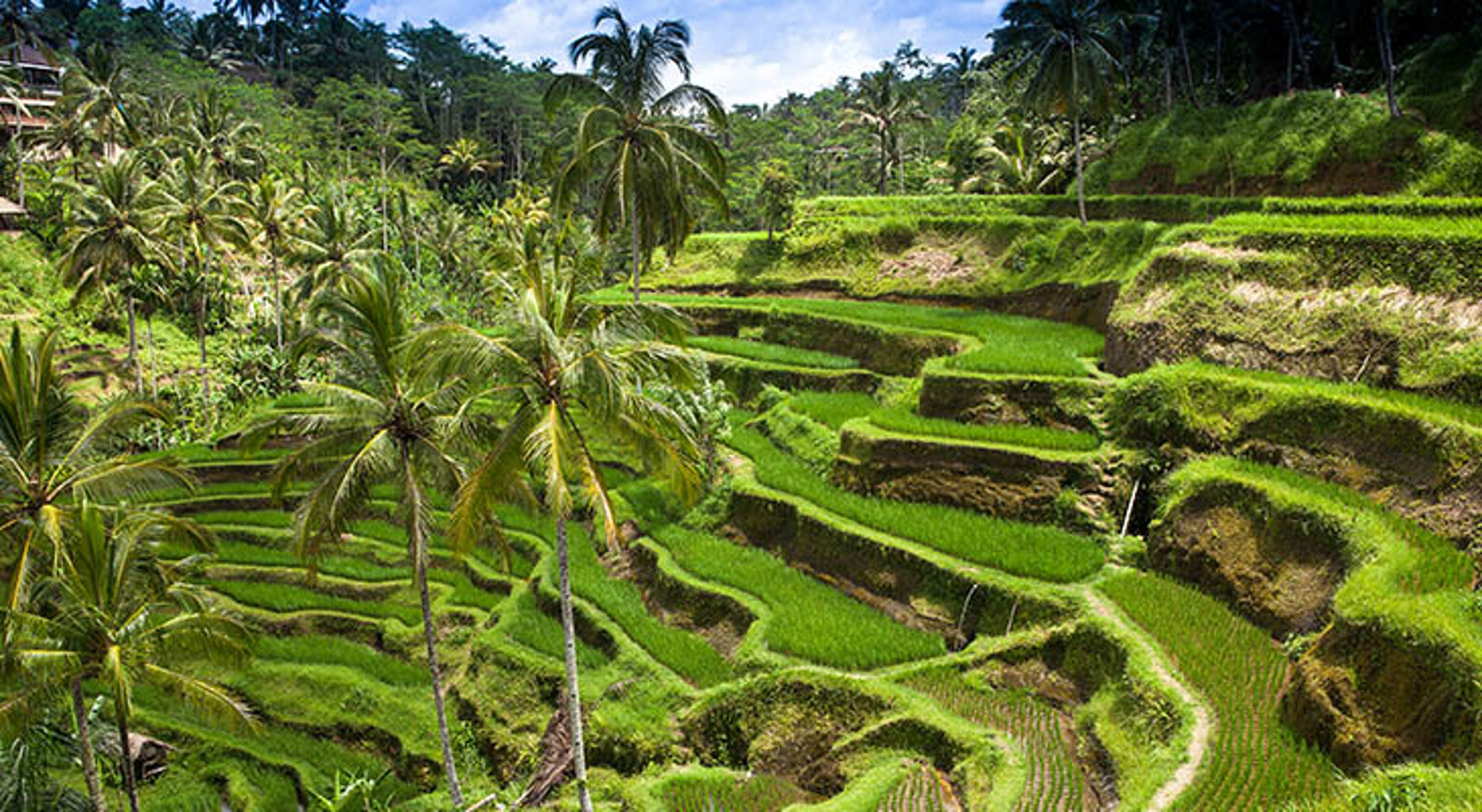 Rijstterrassen in Bali Groene rijstterrassen met palmbomen in een tropisch landschap.