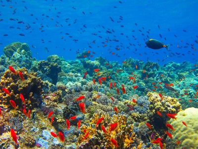 Kleurrijk koraalrif in de Rode Zee met scholen tropische vissen tijdens Route Egypte.