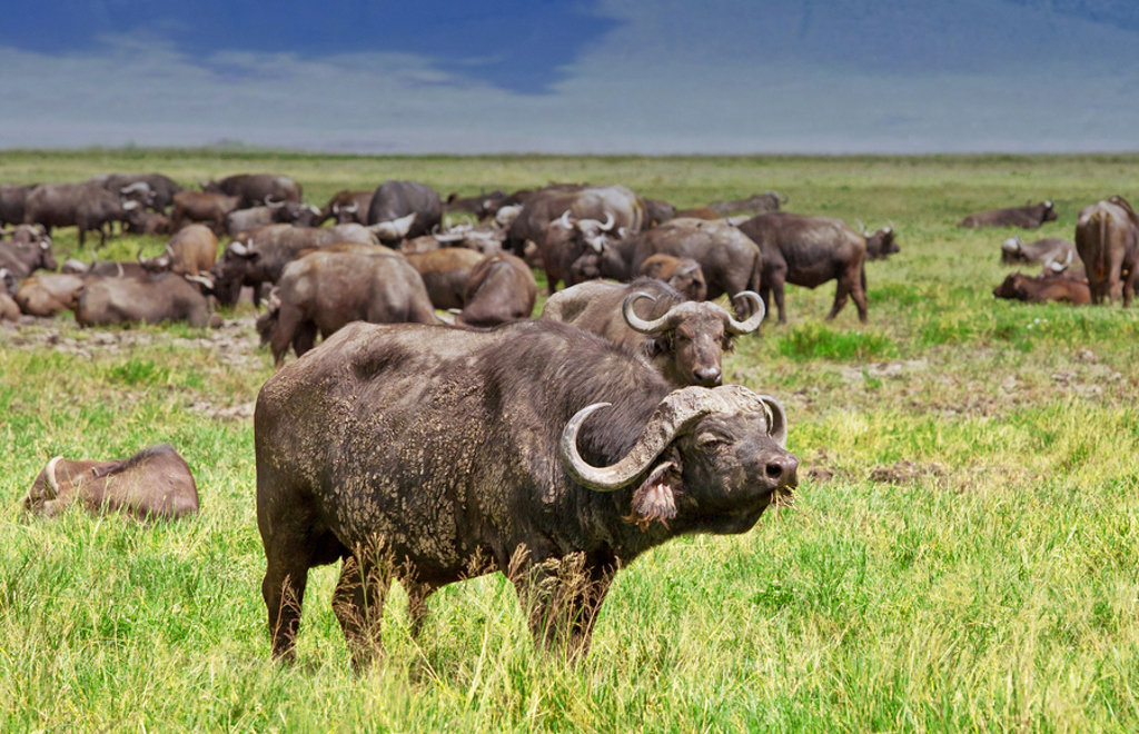 Kaapse buffels op de savanne tijdens familiereis Kenia en Tanzania.