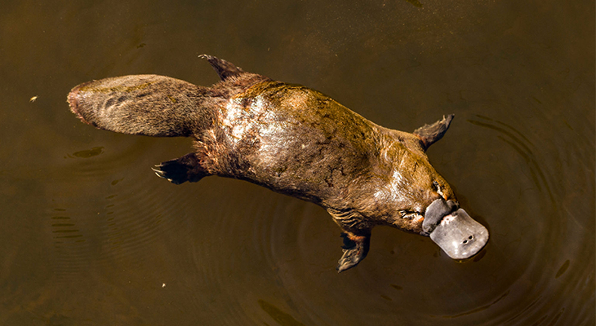 Vogelbekdier Zwemmend vogelbekdier in rustig water, gezien van bovenaf.
