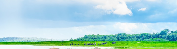 Kudde olifanten in het groene landschap van Kaudulla National Park, Sri Lanka.