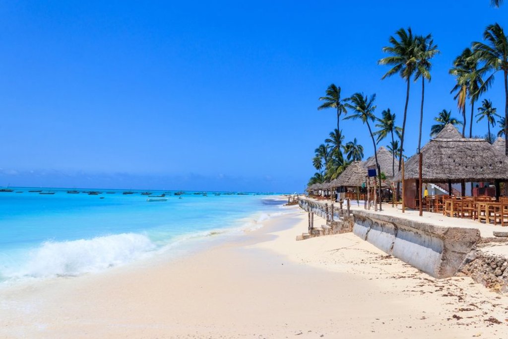 Palmbomen tegen een groene lucht op Zanzibar tijdens familiereis Kenia, Tanzania & Zanzibar (16 dagen).