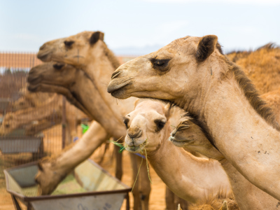 Kamelen eten hooi in een omheinde kudde in Saoedi-Arabië.