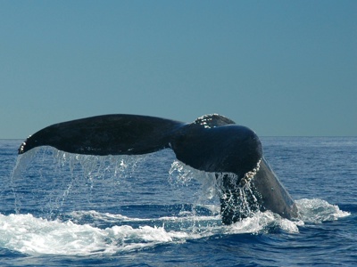Staart van een walvis boven het water tijdens een boottocht in Canada.