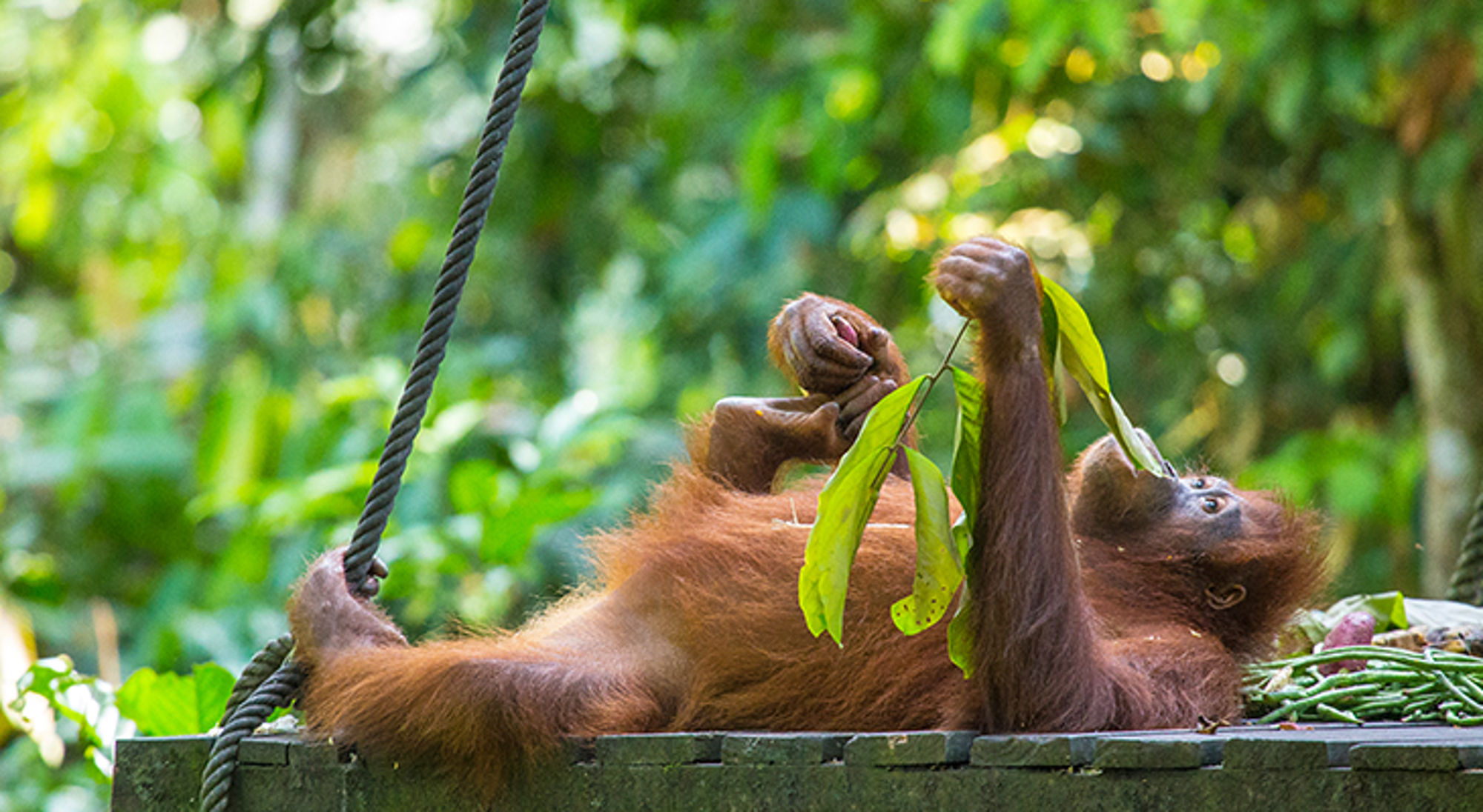 Puur Sawadee project Maleisisch Borneo Orang-oetan ligt ontspannen op een platform en eet bladeren in het regenwoud.
