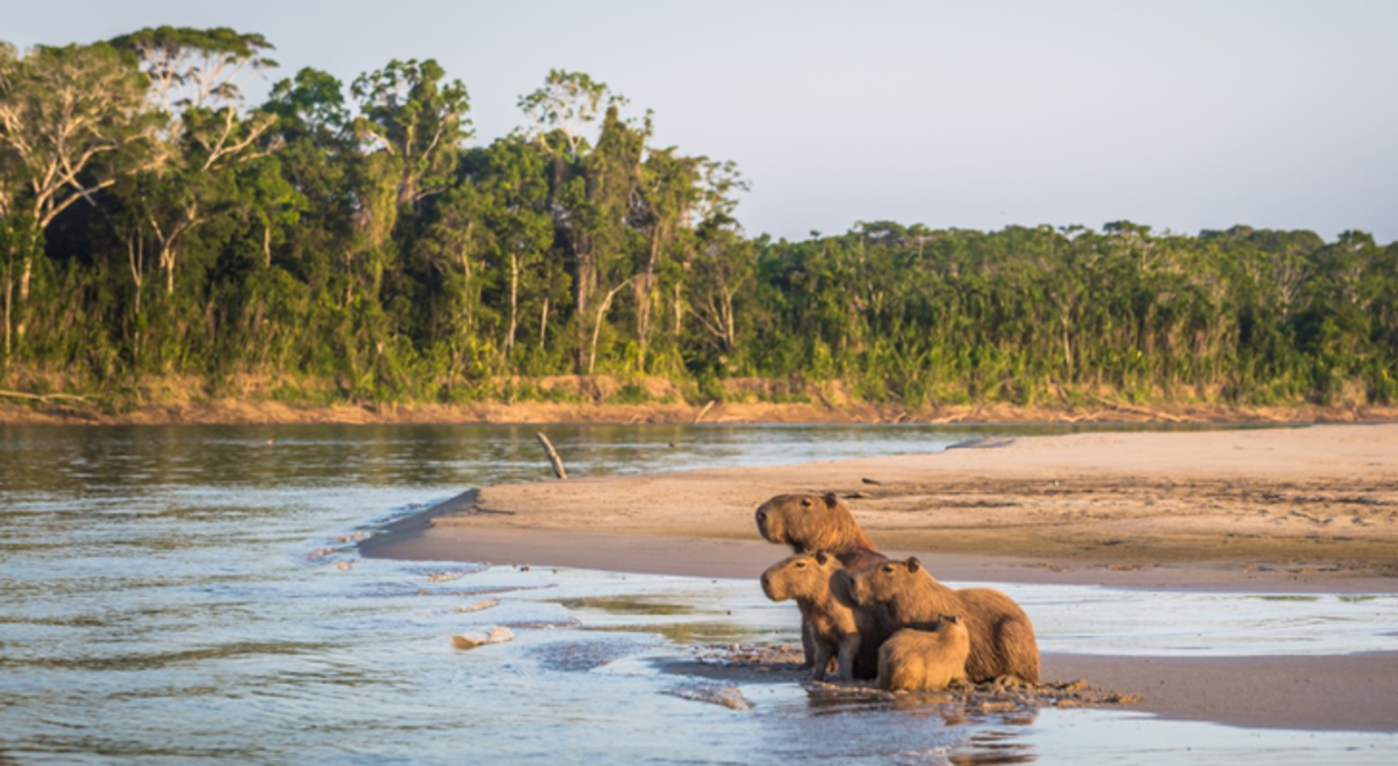 Capibara’s aan de oever van een rivier met zandbank en tropisch regenwoud op de achtergrond.