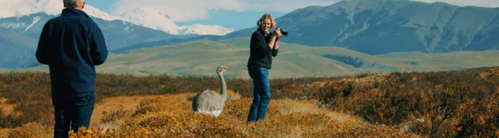 Reizigers fotograferen een nandoe in het Patagonische landschap met bergen op de achtergrond.