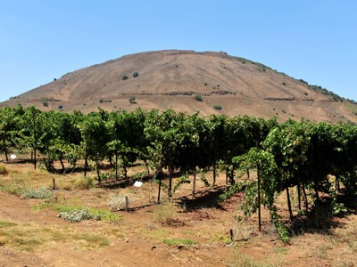 Wijngaarden op de Golanhoogten met uitzicht op de berg Bental.