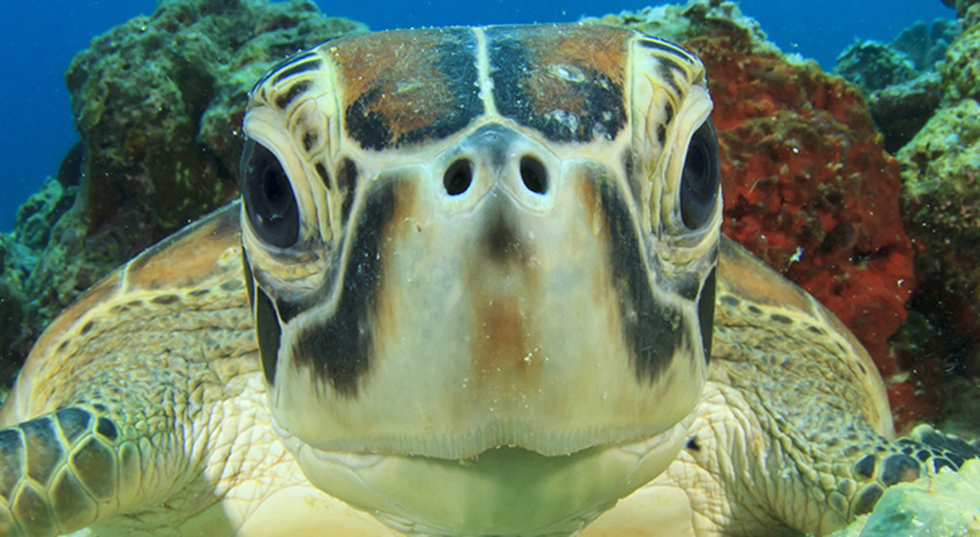 Close-up van een zeeschildpad onder water bij een koraalrif.