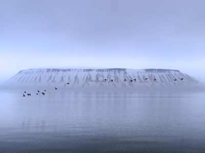 Vogels vliegen over een stille fjord met besneeuwde kliffen op Spitsbergen.