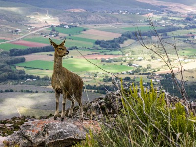 Klipspringer op een rots met uitzicht over de groene valleien van de Tuinroute in Zuid-Afrika.