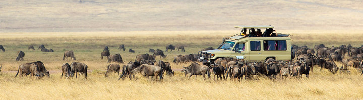 Safarijeep tussen een grote kudde gnoes op de savanne.