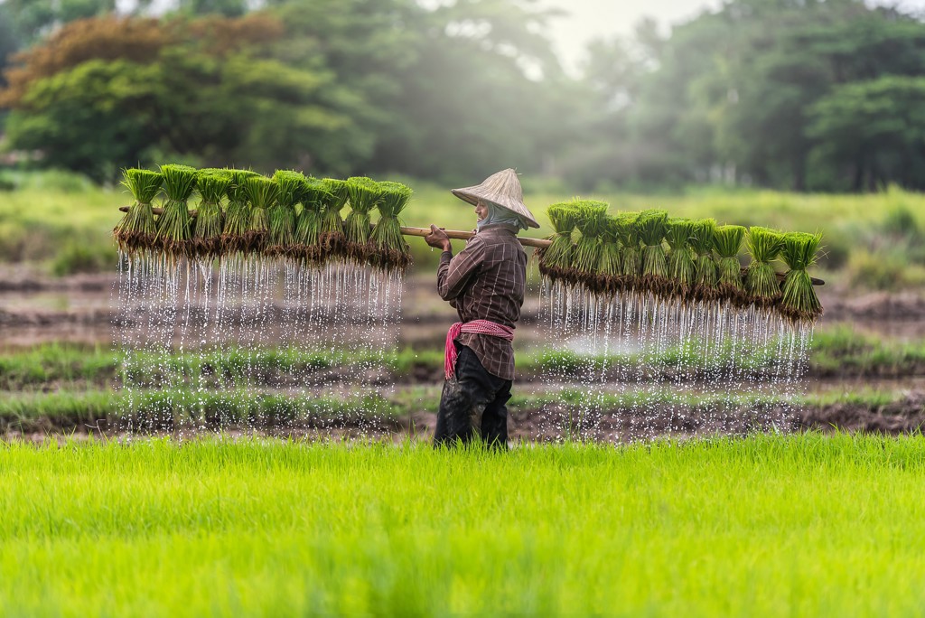 Boer draagt rijstplantjes door een nat rijstveld tijdens een familiereis Thailand, Laos en Cambodja.