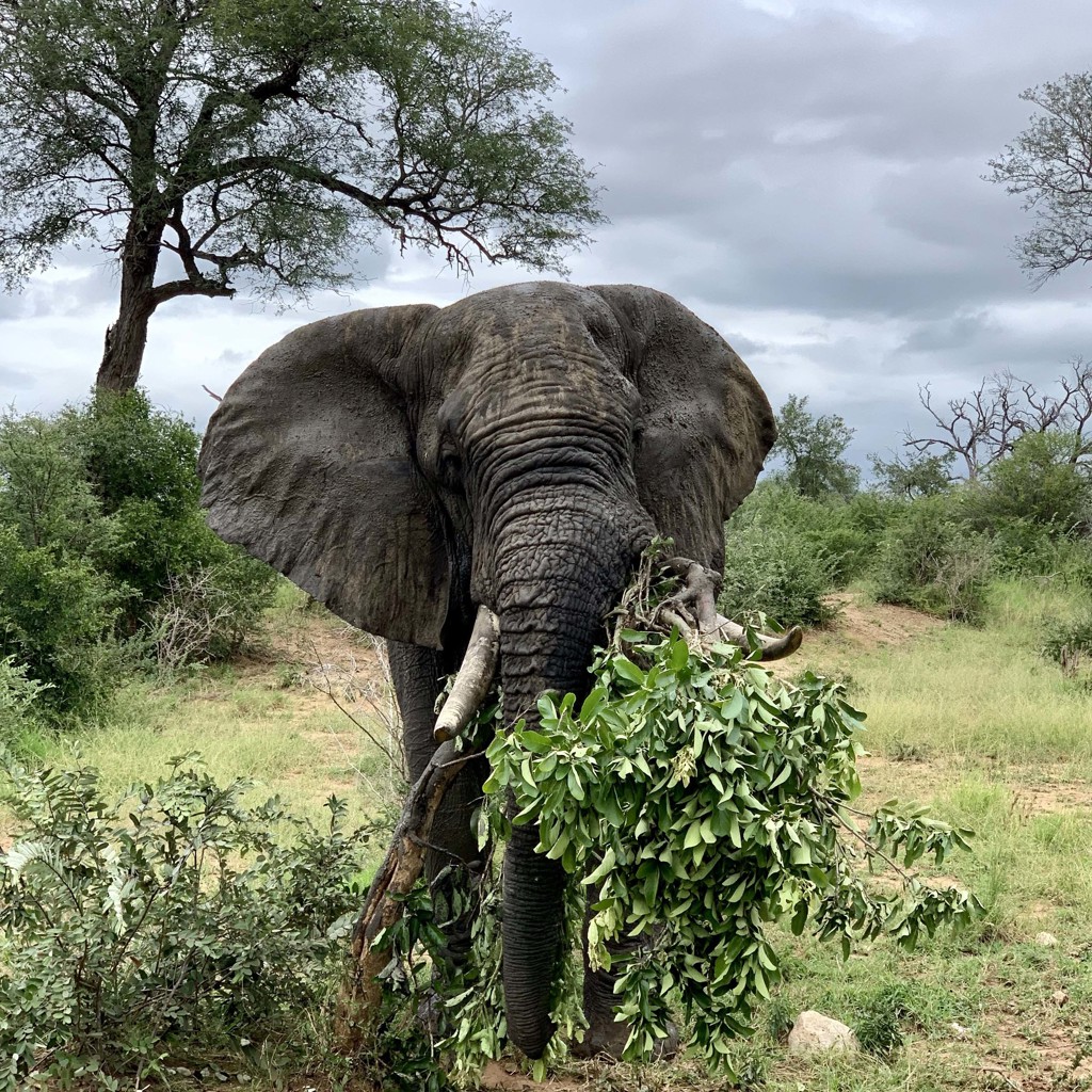 Olifant in Kruger National Park, Zuid-Afrika, met takken en bladeren in de slurf.