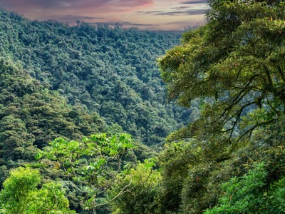 Groen nevelwoud in Ecuador bij zonsondergang, met dichtbegroeide heuvels en junglevegetatie.