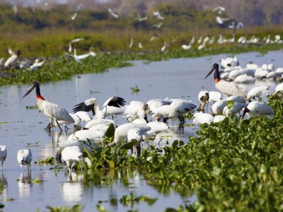 Watervogels in de Pantanal, op de route van Buenos Aires naar Rio.