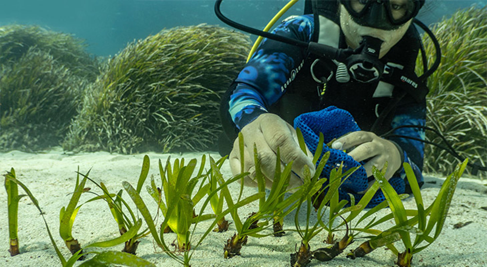 Formentera Duiker plant zeegras in zandbodem om onderwaternatuur te herstellen.