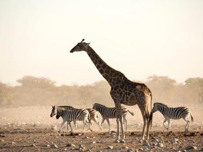 Giraffe en zebra’s op de savanne tijdens de route Windhoek naar Victoria Falls.