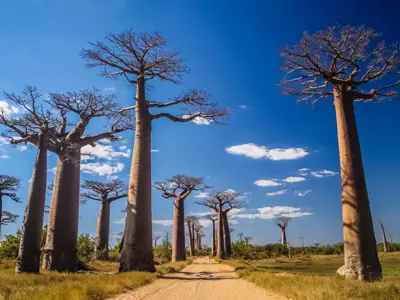 Baobabbomen langs een zandweg in Madagascar onder een helderblauwe lucht.