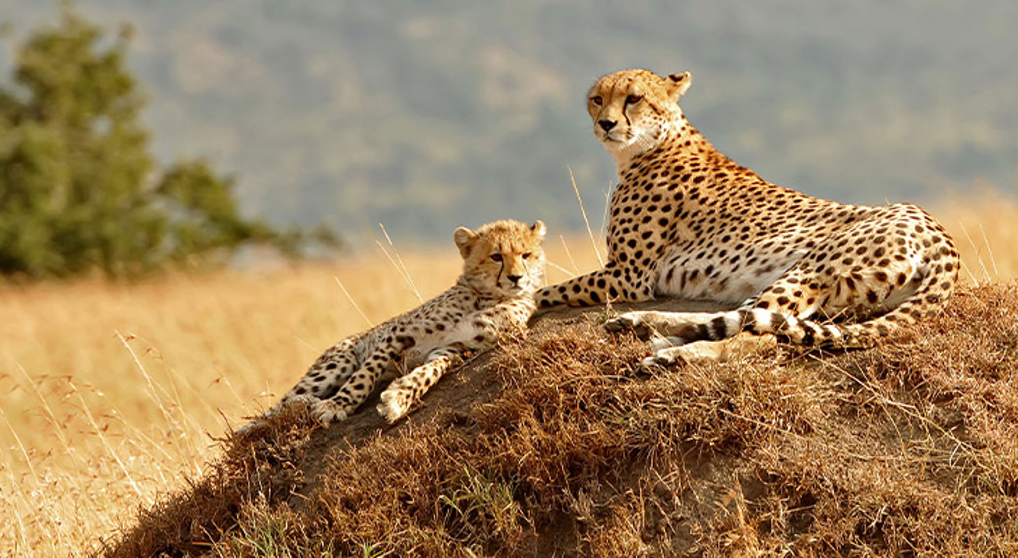 Masai Mara Kenia Twee cheeta’s rusten op een termietenheuvel in de savanne.