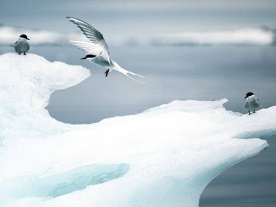 Noordse sterns op een ijsschots bij Spitsbergen, met één vogel in vlucht boven het water.
