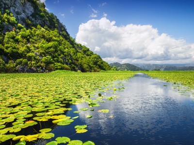 Waterlelieveld op het Skadarmeer met berghelling en blauwe lucht, Route Balkan.