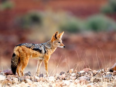 Jakhals in het rotsachtige landschap van Namibië tijdens Route Namibië.