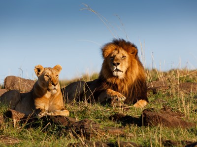 Leeuw en leeuwin rusten in het gras tijdens de Route Kenia & Tanzania.