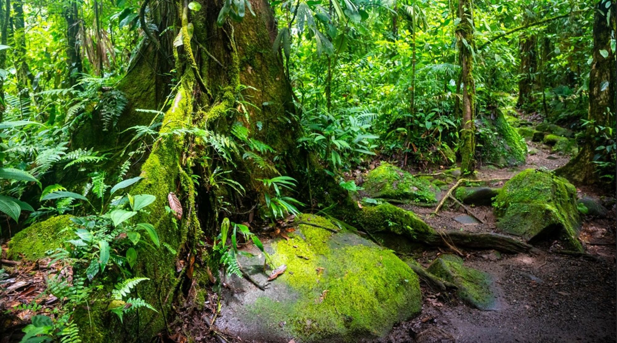 Groene jungle in Costa Rica met mosbegroeide bomen, varens en rotsen langs een smal wandelpad.