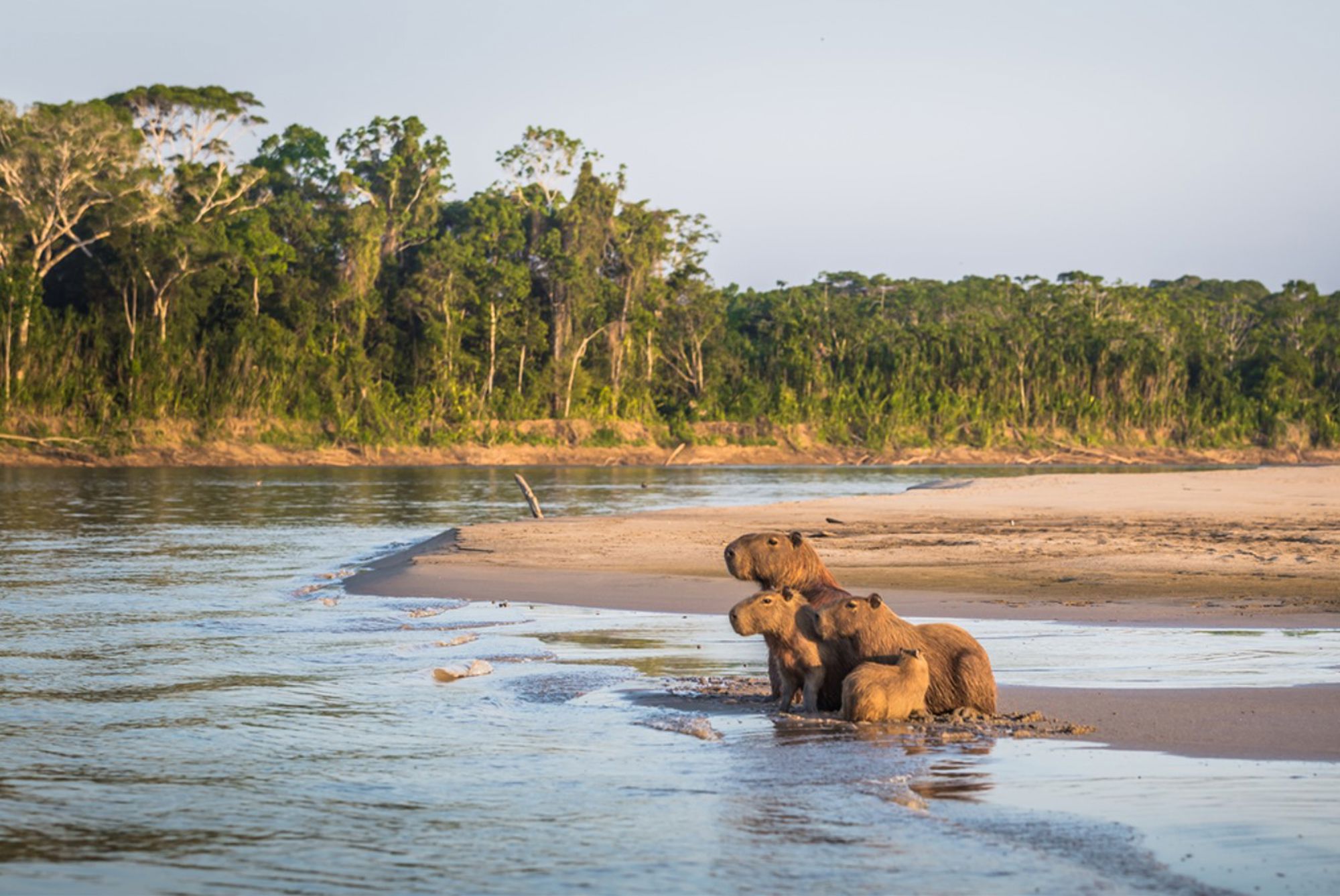 Capibara’s aan de oever van een rivier in het Amazonegebied in Peru.