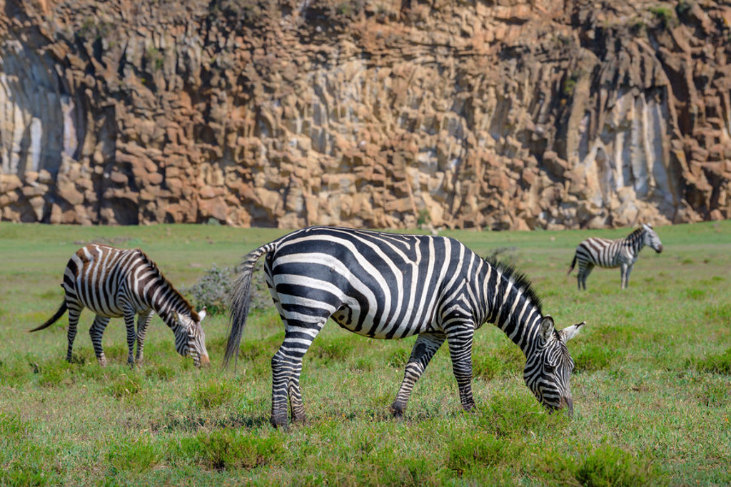 Zebra’s grazen op de savanne tijdens een groepsrondreis Kenia en Tanzania.