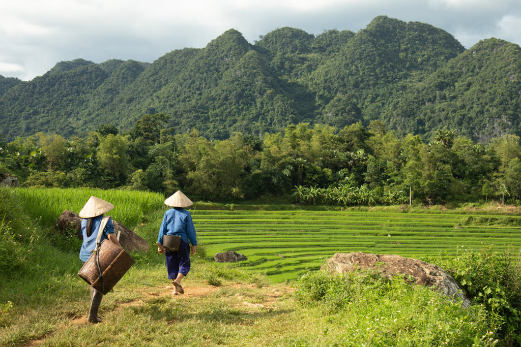 Wandeling langs groene rijstterrassen met karstbergen op de achtergrond tijdens een 22-35ers reis Vietnam.