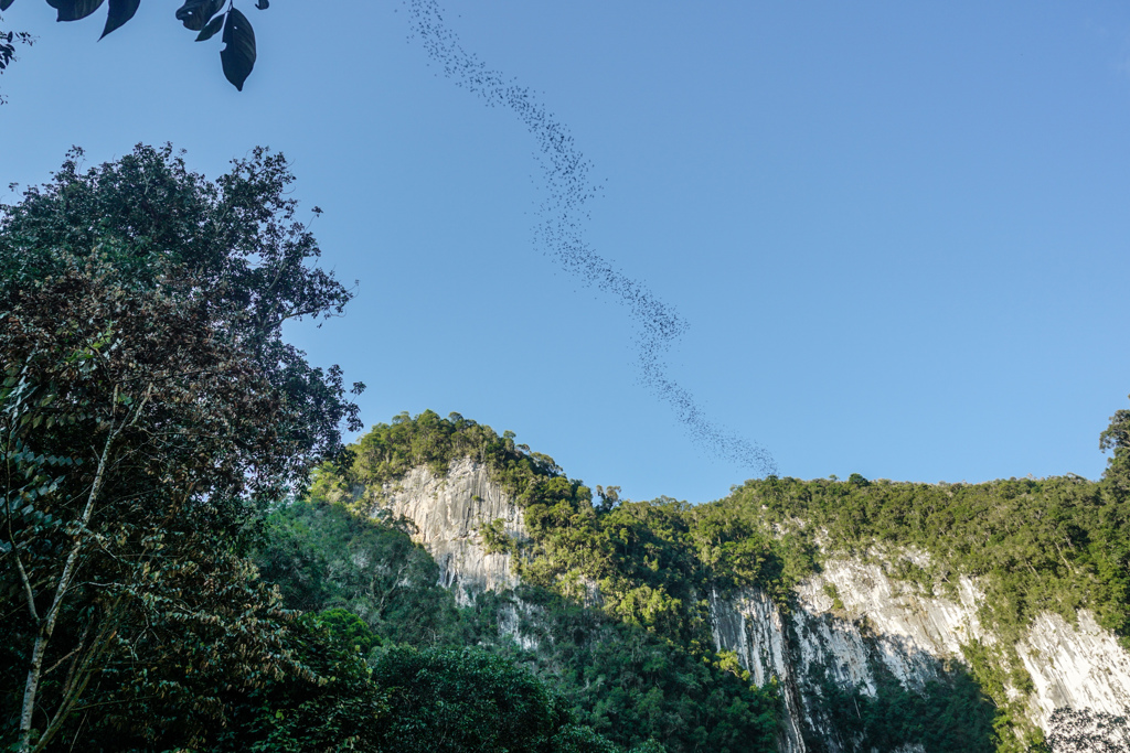 Zwerm vleermuizen boven de kalkstenen kliffen en jungle van Maleisisch Borneo tijdens een familiereis.