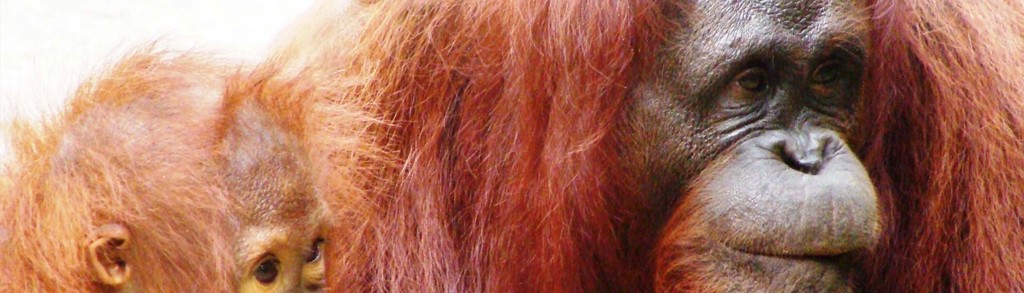 Orang-oetan met jong in het regenwoud van Maleisisch Borneo.
