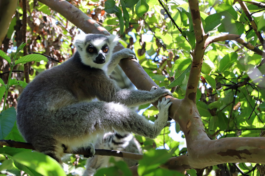Ringstaartmaki in een boom op Madagascar tijdens een groepsrondreis.