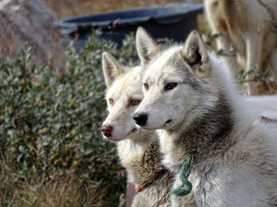 Twee sledehonden in Groenland, close-up in de natuur.