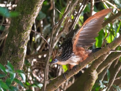 Hoatzin met gespreide vleugel op een tak in de jungle van Noord-Peru.
