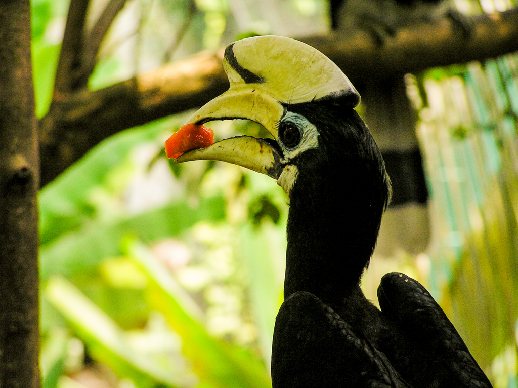 Neushoornvogel met stuk fruit in de snavel in de jungle van Maleisië.