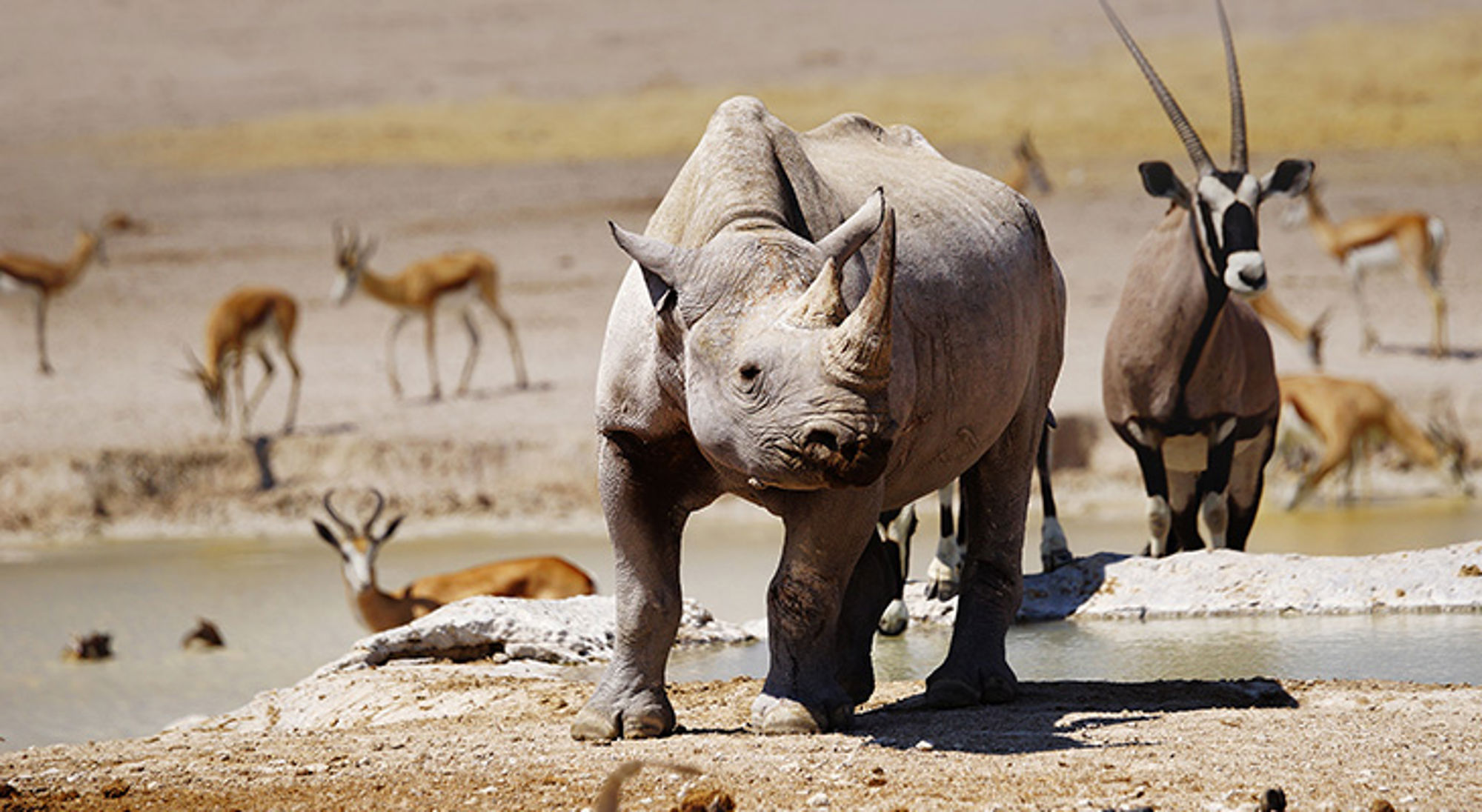 Neushoorn bij een waterpoel in Namibië, met oryxen en antilopen op de achtergrond.
