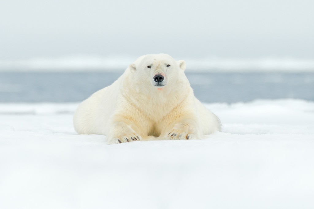 IJsbeer op het pakijs in Spitsbergen tijdens groepsrondreis van IJsland naar Groenland & Spitsbergen.