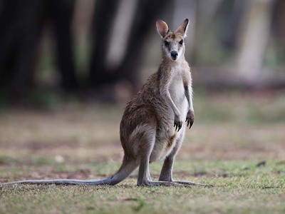 Kangoeroe in het gras tijdens de Route Australië kampeer- & hotelreis van 21 dagen.