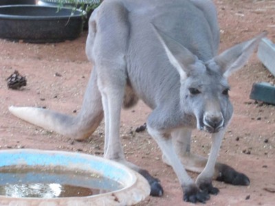 Kangoeroe bij een drinkbak tijdens de Route Australië kampeer- & hotelreis, 21 dagen.